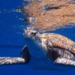 Diving Adventures - Boat and Shore Diving - Why This Tour Is a Solid Choice