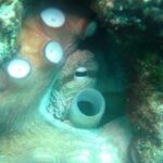 Diving day tour with 2 dives - The Authentic Underwater Experience in Croatia