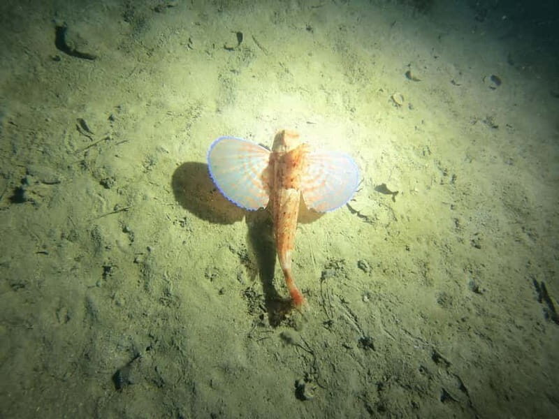 Diving - Final Thoughts