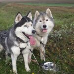 Dog Sledding and Mushing Experience by Siberian Husky in Iceland - Assessing the Value