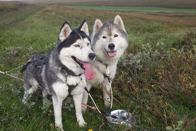 Dog Sledding and Mushing Experience by Siberian Husky in Iceland - Assessing the Value