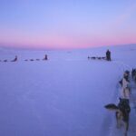 Dogsled Adventure Kiruna - What To Expect in Detail