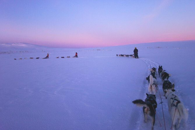 Dogsled Adventure Kiruna - What To Expect in Detail