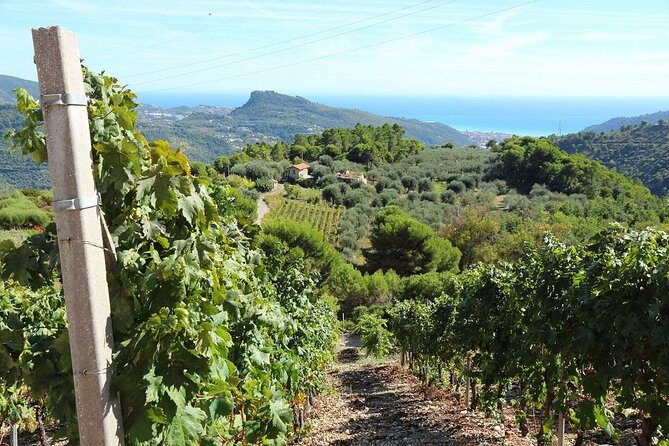 DOLCEACQUA & THE NERVIA VALLEY - The home of Rossese wine and Monet's beloved bridge - Why This Tour Works for Different Travelers