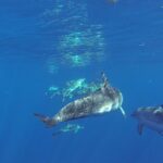 Dolphin and Whale Cruise in Puerto Rico, Gran Canaria - Analyzing the Value