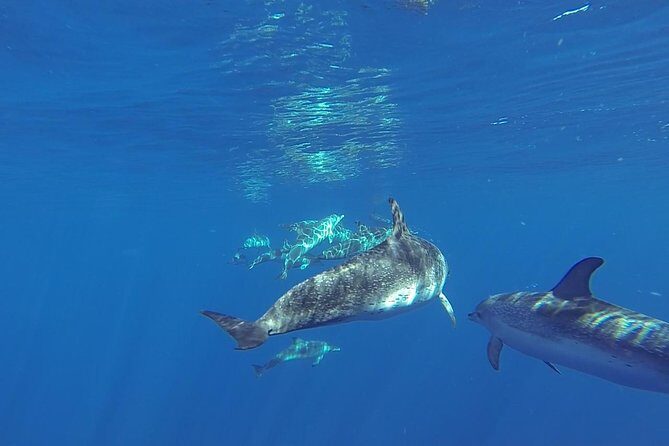 Dolphin and Whale Cruise in Puerto Rico, Gran Canaria - Analyzing the Value