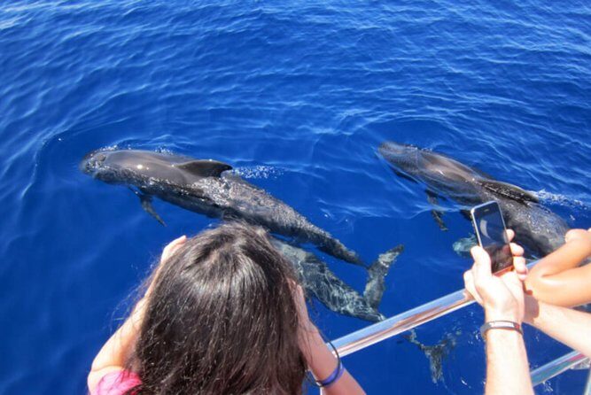Dolphin and Whales watching cruise from Puerto Rico de Gran Canaria - Frequently Asked Questions