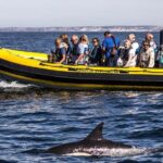 Dolphin Discovery - Value and Practical Considerations