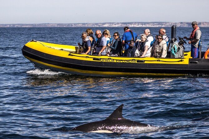 Dolphin Discovery - Value and Practical Considerations