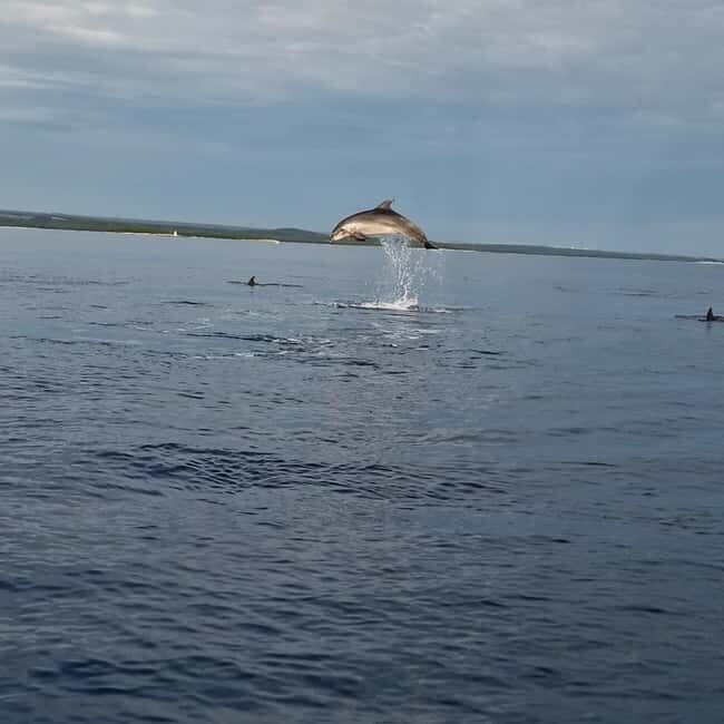 Dolphin private sunset tour Rovinj - Who Is This Tour Best For?