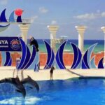 Dolphin Show Free Transfer From Alanya, Side, Kemer,Antalya - Final Thoughts: Is It Worth It?