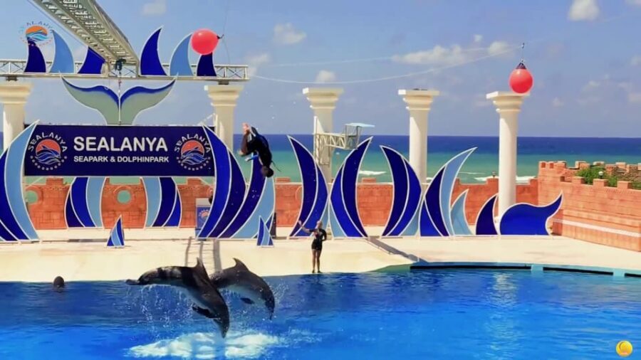 Dolphin Show Free Transfer From Alanya, Side, Kemer,Antalya - Final Thoughts: Is It Worth It?