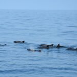 Dolphin Sightseeing Boat Tour from Benalmadena - The Sum Up