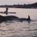 Dolphin-spotting SUP tour with Golfo Aranci aperitif - Practicalities and What to Expect