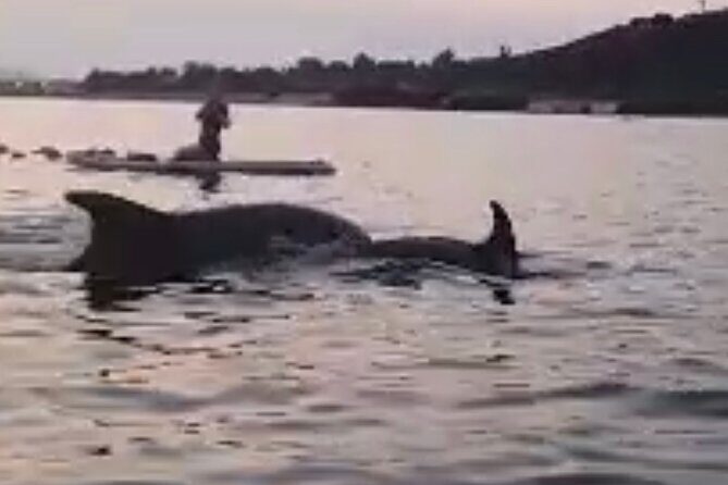 Dolphin-spotting SUP tour with Golfo Aranci aperitif - Practicalities and What to Expect