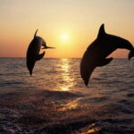Dolphin Tour  85% chance - All inclusive Drinks + Dinner - Practical Details and Tips