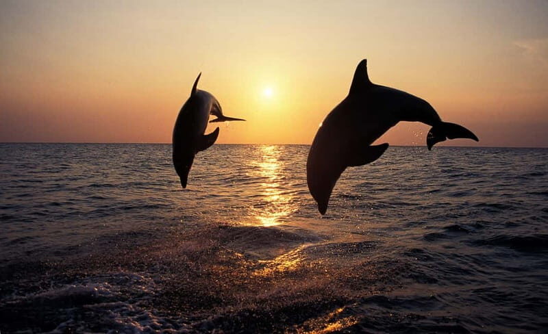 Dolphin Tour  85% chance - All inclusive Drinks + Dinner - Practical Details and Tips