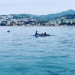 DOLPHIN WATCHING - What’s Included and What to Keep in Mind