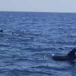 Dolphin Watching and Boat Tour in Sesimbra - Authentic Experiences and Insights from Reviewers