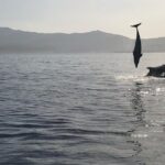 Dolphin watching and snorkeling in Figarolo - Who Is This Tour Best For?