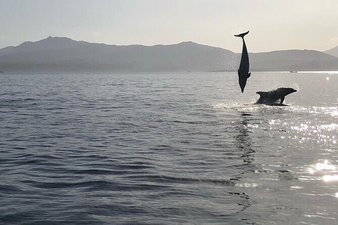 Dolphin watching and snorkeling in Figarolo - Who Is This Tour Best For?