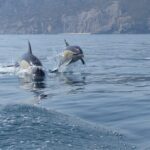 Dolphin Watching at the Arrabida (Lisbon region) - Who Would Love This Tour?