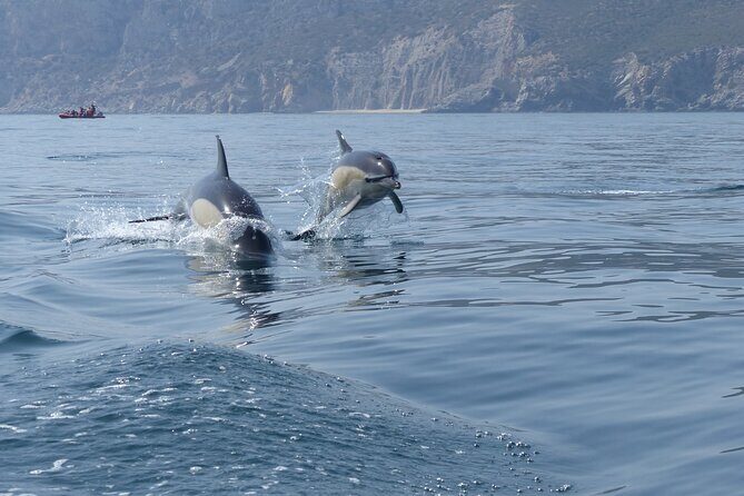 Dolphin Watching at the Arrabida (Lisbon region) - Who Would Love This Tour?