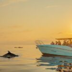 Dolphin watching by boat - The Itinerary: What to Expect