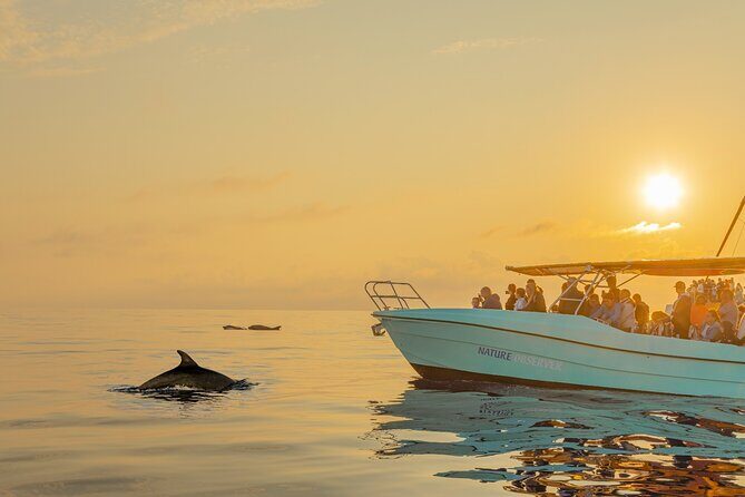 Dolphin watching by boat - The Itinerary: What to Expect