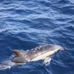 Dolphin Watching Cruise to Lobos Island - FAQ