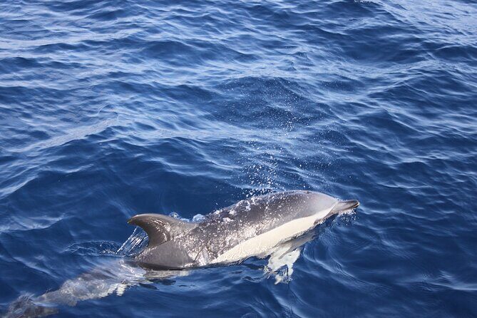 Dolphin Watching Cruise to Lobos Island - FAQ