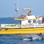 Dolphin Watching Excursion in Gibraltar - The Sum Up