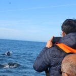 Dolphin Watching from Faro - Who Would Love This Tour?