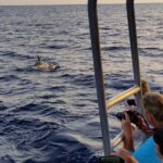 Dolphin Watching in Majorca - Final Thoughts