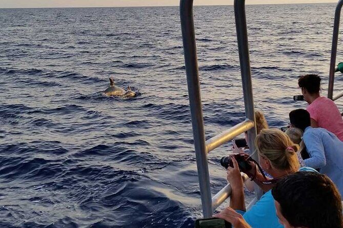 Dolphin Watching in Majorca - Final Thoughts