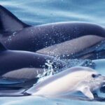 Dolphin-Watching in Marina de Lagos - Authentic Experiences from Reviewers