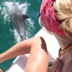 Dolphin Watching in the Wild - Half Day - The Practicalities & Value
