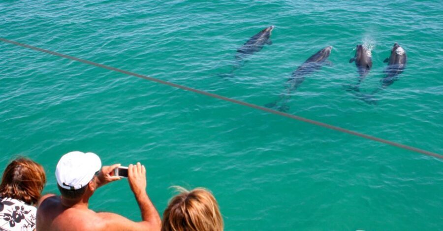Dolphin Watching in the Wild - Half Day Tour - Authentic Insights from Previous Travelers