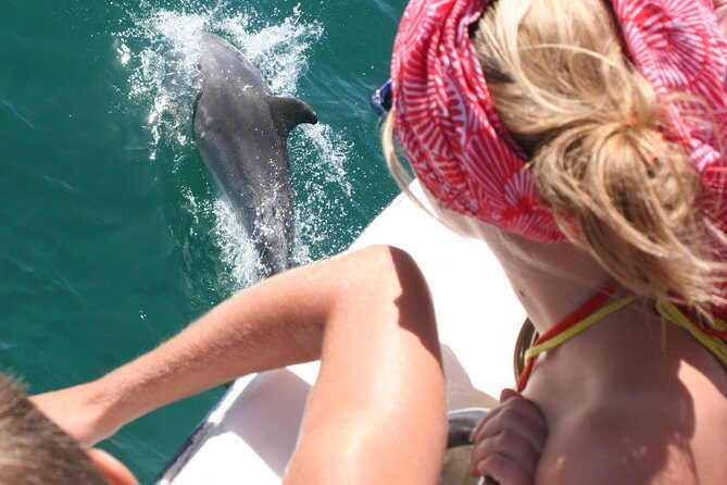 Dolphin Watching in the Wild - Half Day - The Practicalities & Value