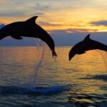 DOLPHIN WATCHING | Pula Boat - Authenticity and Ethical Considerations