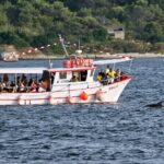 Dolphin Watching Sunset Boat Trip in Pula with Dinner - Final Thoughts: Is It Worth It?