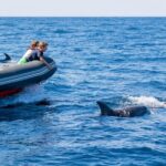 Dolphins & Caves on Rib Boat - Who Will Love This Experience?