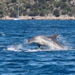 Dolphins Rib boat (up 6 people) Private - Authentic Experiences & Reviewer Insights