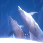 Dolphins Watching in the National Park Brijuni from Pula - Final Thoughts