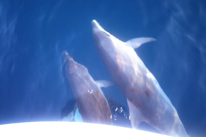 Dolphins Watching in the National Park Brijuni from Pula - Final Thoughts