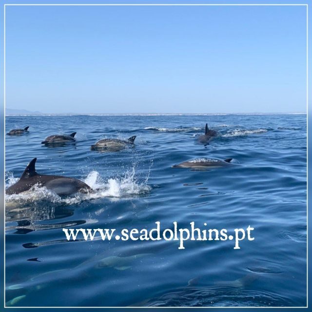 Dolphins Watching - Portimão - A Deep Dive into the Experience