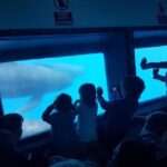 Dolphins Watching with Beach Day in Tarifa from Seville - What Does the Tour Include and Exclude?