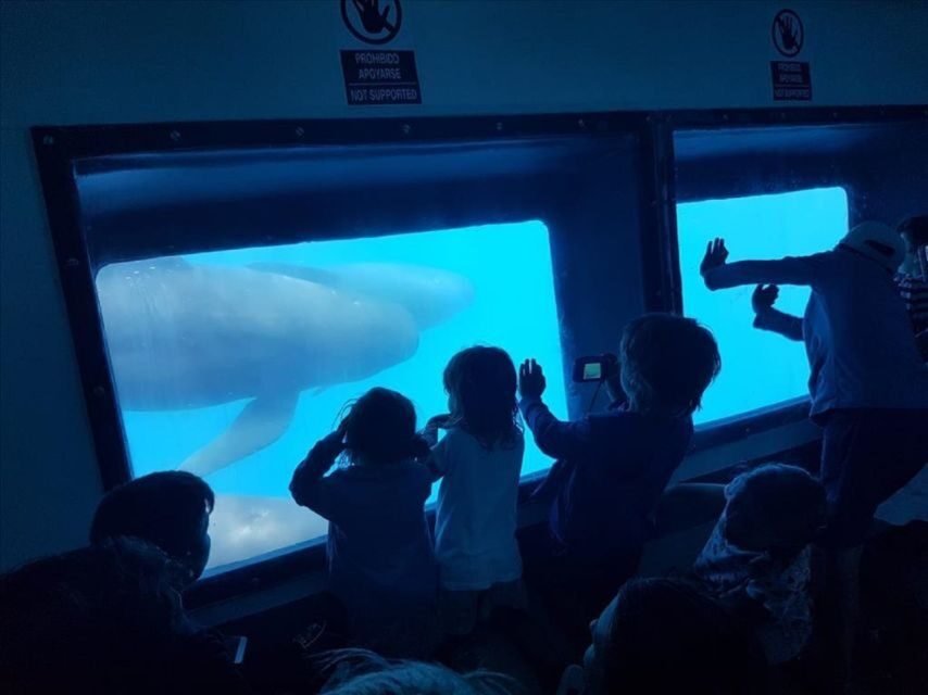 Dolphins Watching with Beach Day in Tarifa from Seville - What Does the Tour Include and Exclude?