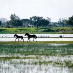 Doñana: 4x4 tour of the national park and beaches - What Makes this Tour Stand Out?