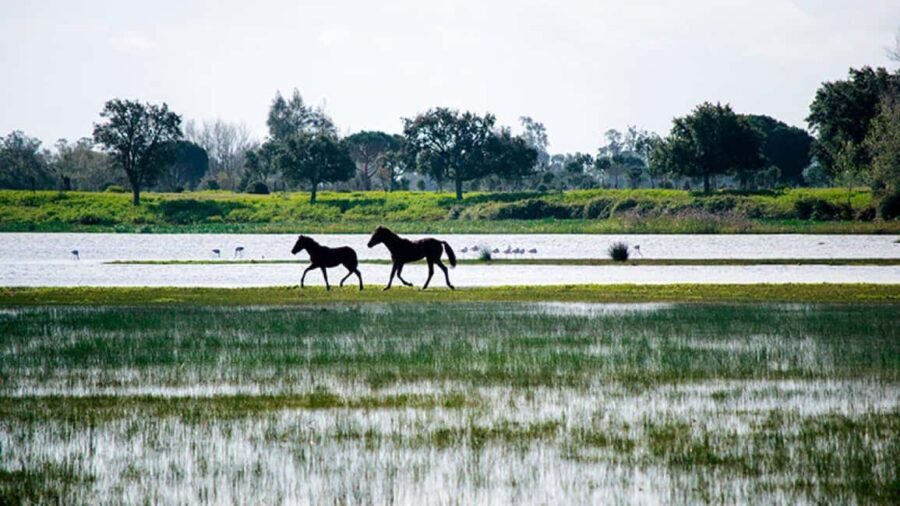 Doñana: 4x4 tour of the national park and beaches - What Makes this Tour Stand Out?